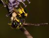 Ancistrocerus sp.